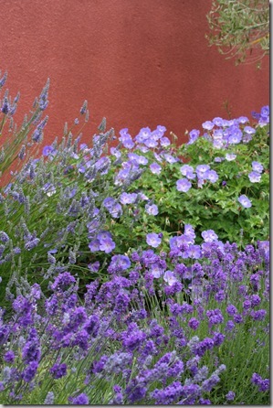 Iconic Tuscan Planting