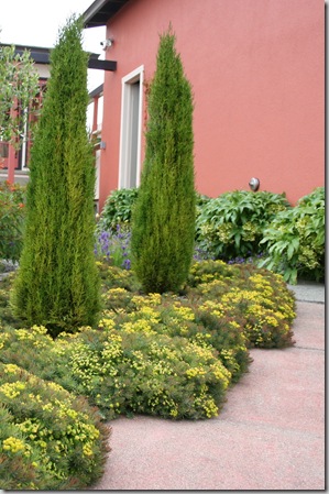 Italian Cypress