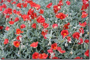 Mediterranean Garden Design - Creating a Tuscan Garden (19)