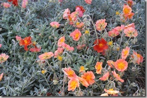 Mediterranean Garden Design - Creating a Tuscan Garden (20)