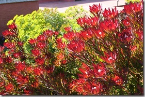 Mediterranean Garden Design - Creating a Tuscan Garden (21)