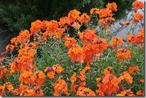 Mediterranean Garden Design - Creating a Tuscan Garden (24)