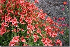 Mediterranean Garden Design - Creating a Tuscan Garden (3)