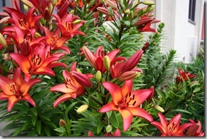 Mediterranean Garden Design - Creating a Tuscan Garden (9)