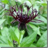 centaurea skagit