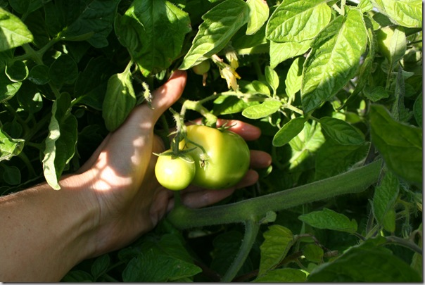 green big beef tomatoes