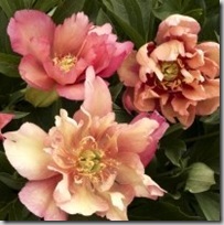 monrovia kopper kettle peony