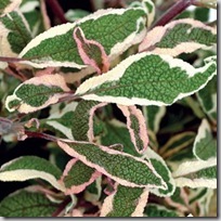 silver sabre sage terra nova