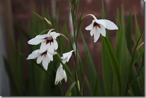 Acidanthera Acidanthera
