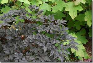 Actaea 'Brunette' or Cimicifuga 'Brunette' Actaea 'Brunette' or Cimicifuga 'Brunette'