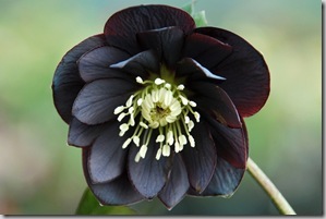 Helleborus Onyx Odyssey photo courtesy Terra Nova Nursery Helleborus Onyx Odyssey photo courtesy Terra Nova Nursery