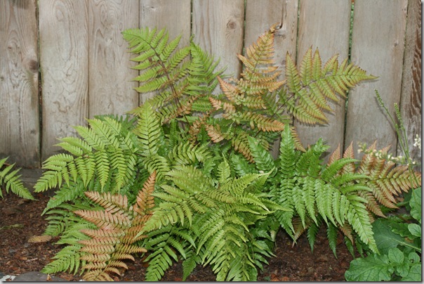 Dryopteris erythrosora (2) Dryopteris erythrosora (2)