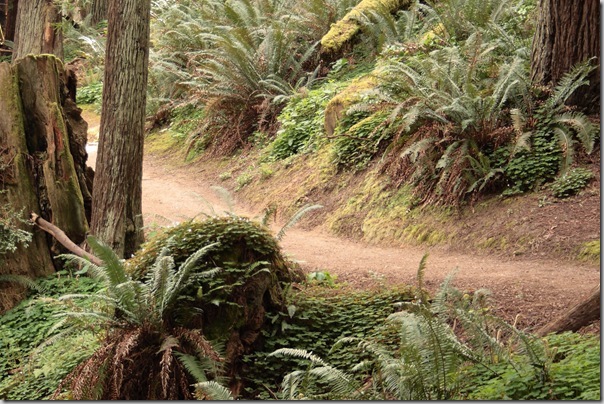 Native Sword Fern in redwood forest Native Sword Fern in redwood forest