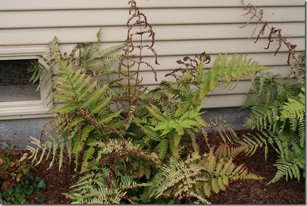 brown leaves on autumn fern dryopteris erythrosora brown leaves on autumn fern dryopteris erythrosora