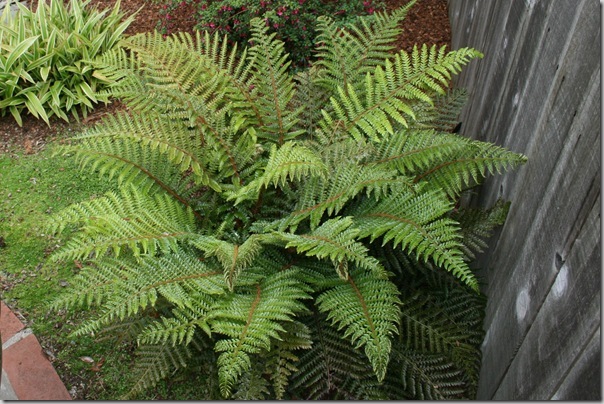 happy tassel fern happy tassel fern