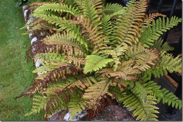 tassel fern with sunburn tassel fern with sunburn