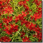 Coreopsis_Cherry_Lemonade_3b