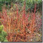 Cornus midwinter Fire