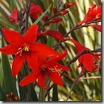 Crocosmia_Twilight_Fairy_Crimson_3b