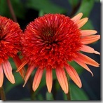 Echinacea_Coral_Reef_2b
