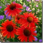 Echinacea_Hot_Lava_1b