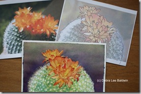 Image from Debra Lee Baldwin