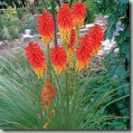 Kniphofia_Papaya_Popsicle_1b