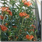 Leonotis leonuris