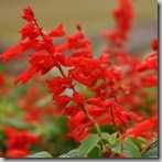Salvia Lighthouse