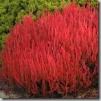 calluna firefly