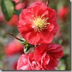 chenomelesDTPinkStormimg_5306