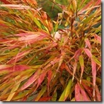 hakonechloa nicholas