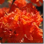 mandarin lights azalea
