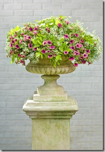 pretty much picasso container planting