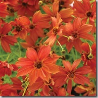 Coreopsis_Tropical_Lemonade photo by Terra Nova