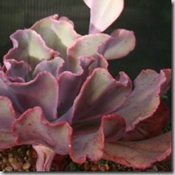 Nadine Berg's succulent planters (4)