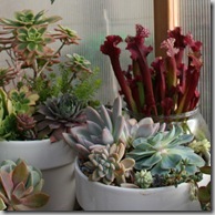 Nadine Berg's succulent planters (6)