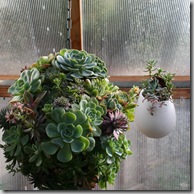 Nadine Berg's succulent planters