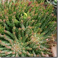 Succulent awesome (11)