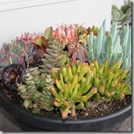Succulent awesome (12)