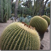 Succulent awesome (3)
