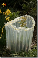 EZ Wall - wall of water protects plants (6)