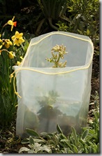 EZ Wall - wall of water protects plants