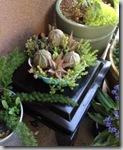 fern's worm factory