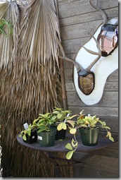 flora grubb gardens nursery (2)