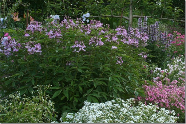Garden2Blog (18)