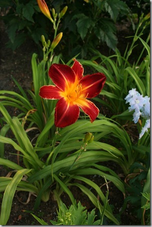 Garden2Blog (31)