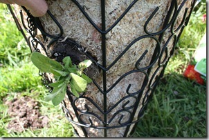 how to plant a hanging basket