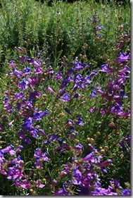 Wildlife-friendly gardens with good design (6)