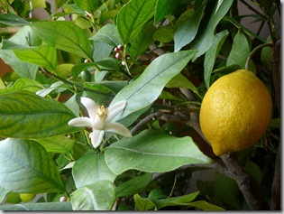 How to fix a thick rind on meyer lemons.